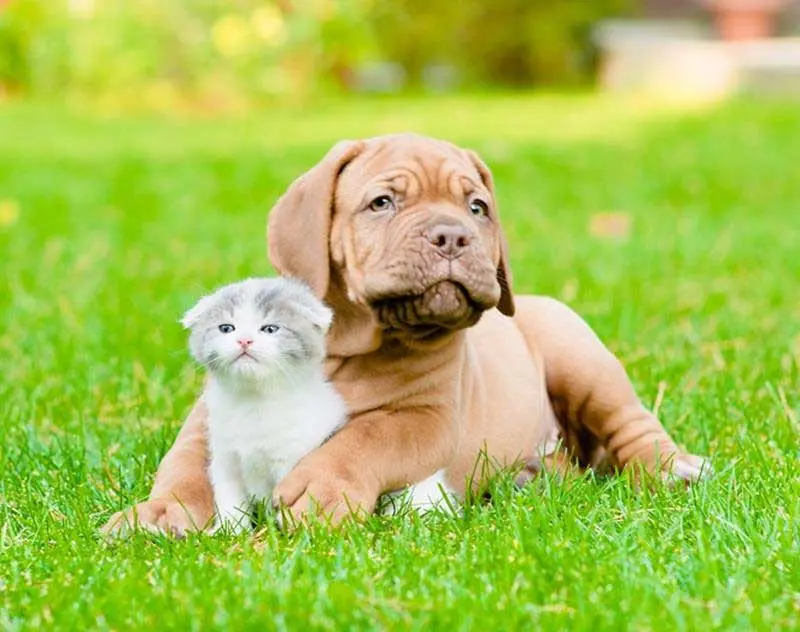 Pet Dental Care In Lancaster, CA Pet Dental Care In Lancaster, CA