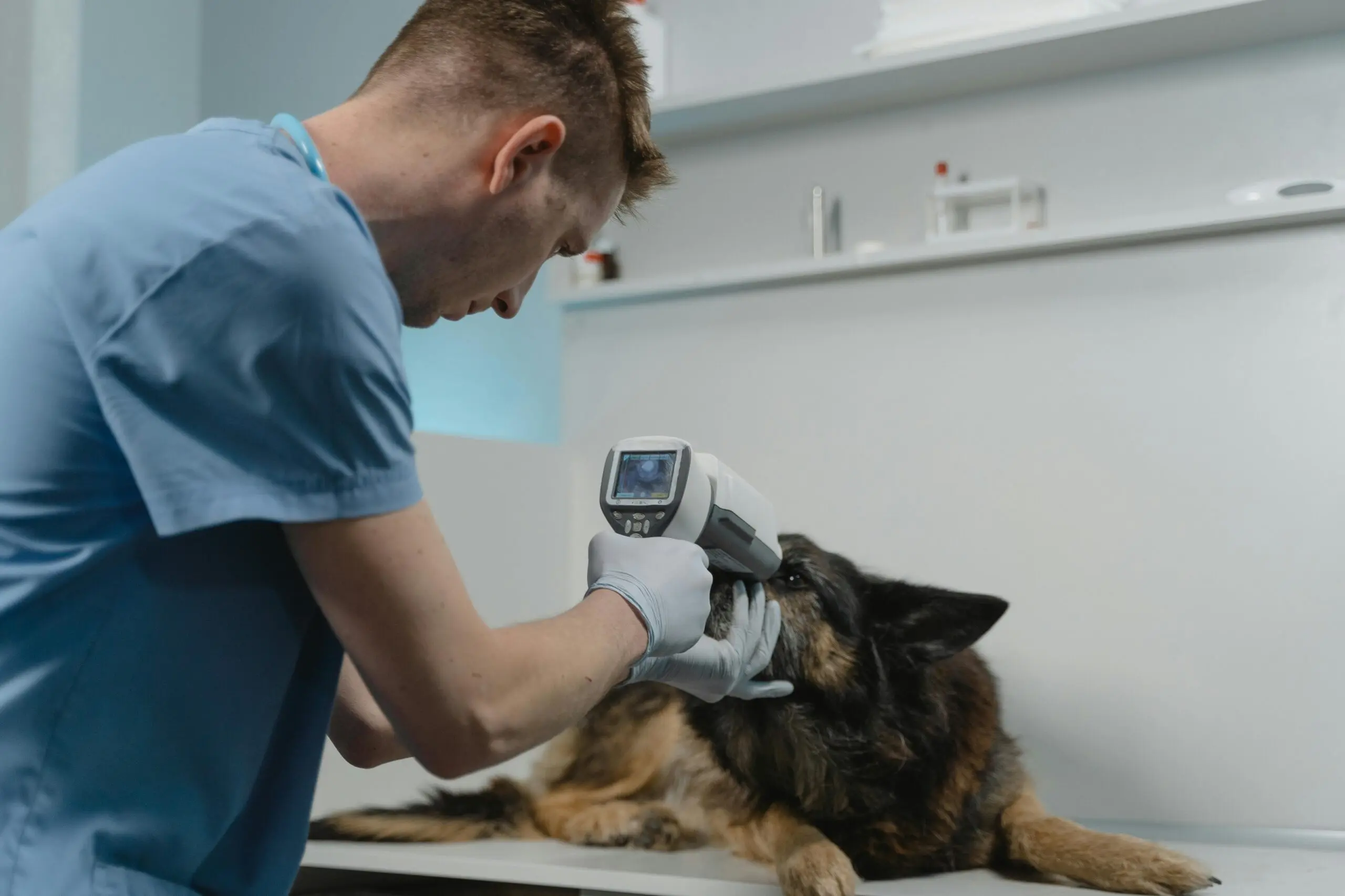 Veterinary team providing compassionate pet care at Boulevard Veterinary Hospital in Lancaster, CA - your support team is just a call away