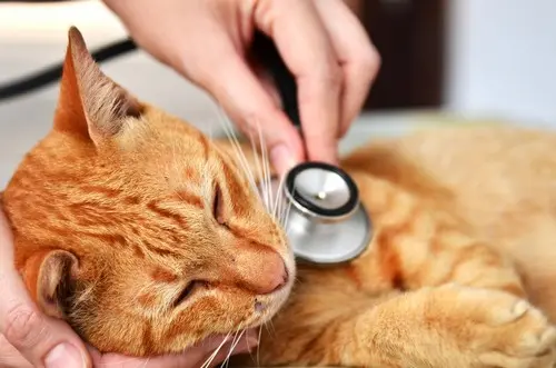 Veterinary team providing comprehensive pet care in Lancaster, California Veterinary team providing comprehensive pet care in Lancaster, California